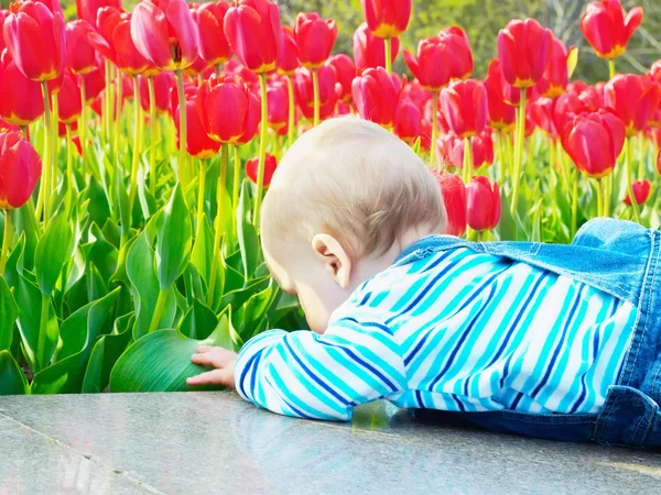 Bebê no campo de tulipas — Fotografia de Stock