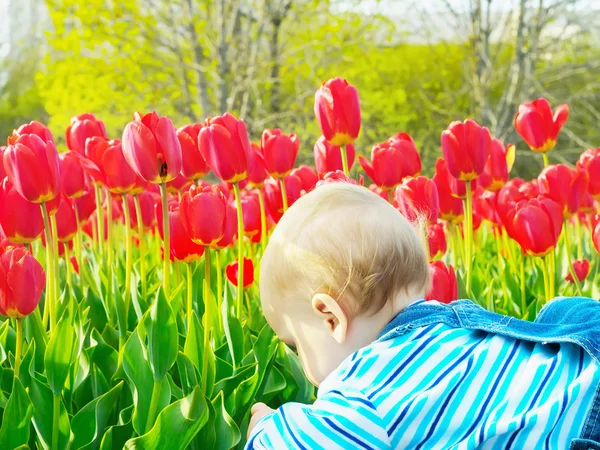 Baby in the tulip field — Stock Photo, Image