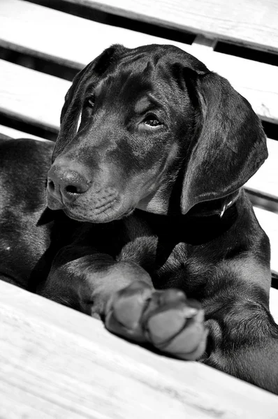 Hund auf einer weißen Bank — Stockfoto