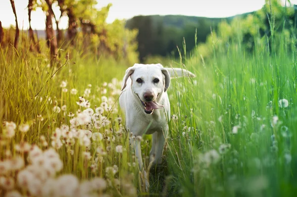 Bílý pes dostat ven ve vysoké trávě — Stock fotografie