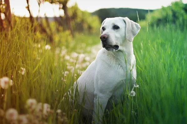 Hund i högt gräs med maskrosor — Stockfoto