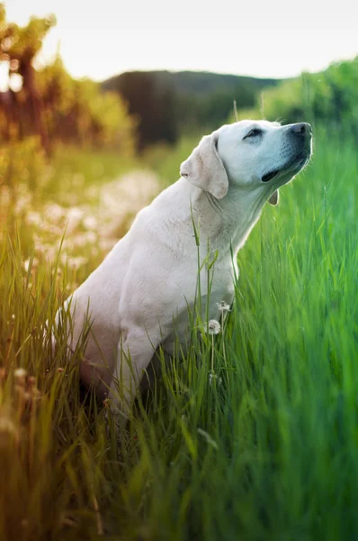 Pes ve vysoké trávě — Stock fotografie