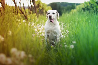 dandelions ile uzun otların içinde beyaz bir köpek