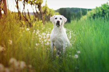 dandelions beyaz bir köpek