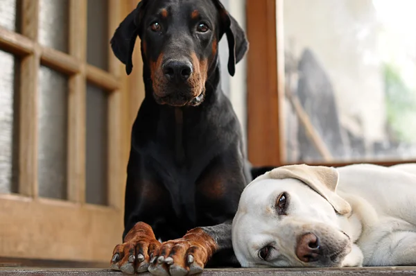 Hunde warten auf der Treppe — Stockfoto