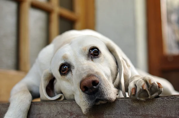 Droevig-eyed wit hond liggen — Stockfoto