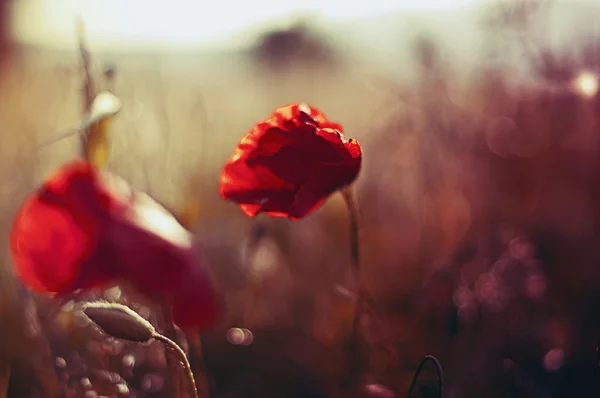 Fleurs de pavot dans le vent Images De Stock Libres De Droits