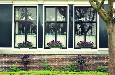 Windows ile mor çiçekler