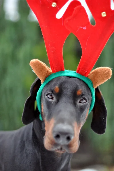 Noël dobermann avec des bois Images De Stock Libres De Droits