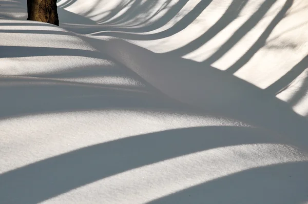 Ombres dans la forêt enneigée Photos De Stock Libres De Droits