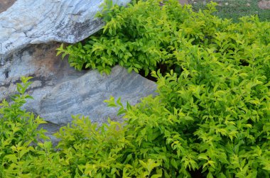 Yeşil yapraklı ağaç