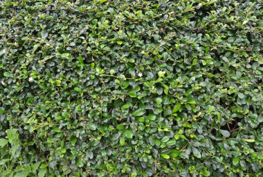 Arkaplan için yeşil yaprakların deseni