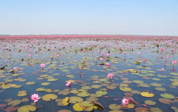 Lago de lótus rosa — Fotografia de Stock