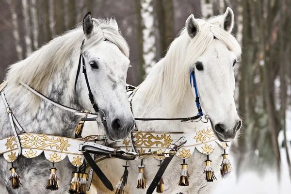 Portrait of two horses in a beautiful harness — Stock Photo, Image