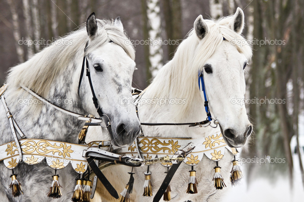 Portrait of two horses in a beautiful harness