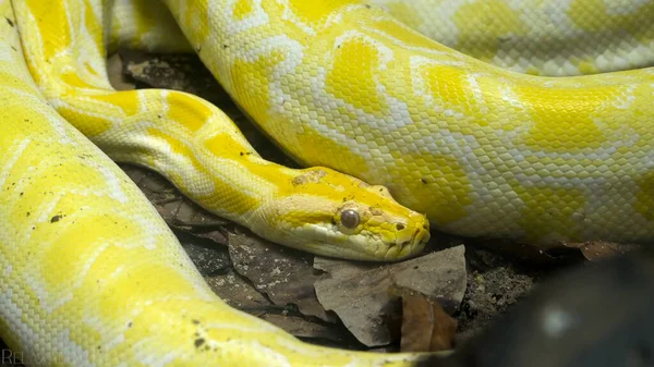 Жовтий Пітон Крупним Планом Дикій Природі — стокове фото