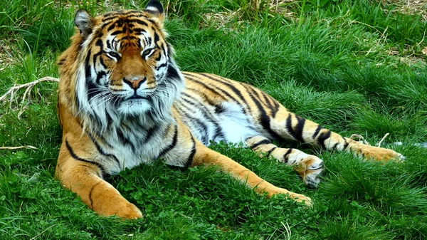 Amur Tijger Ligt Het Weiland — Stockfoto