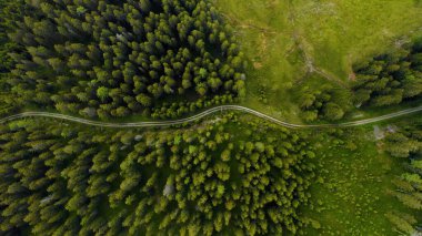 Yukarıdan orman manzarası