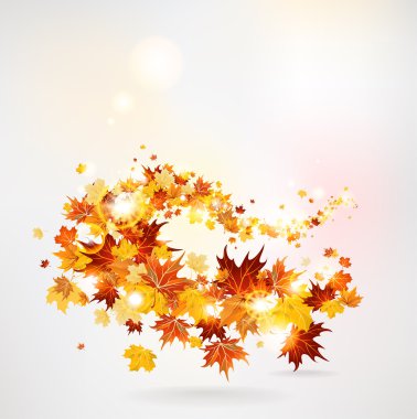 girdap akçaağaç yaprağı