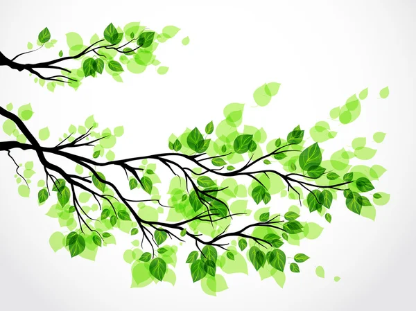 Branch with green leaves — Stock Vector