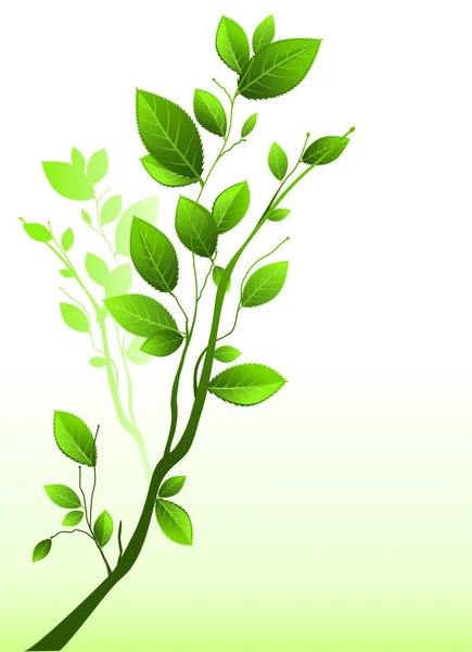 Green branch — Stock Vector