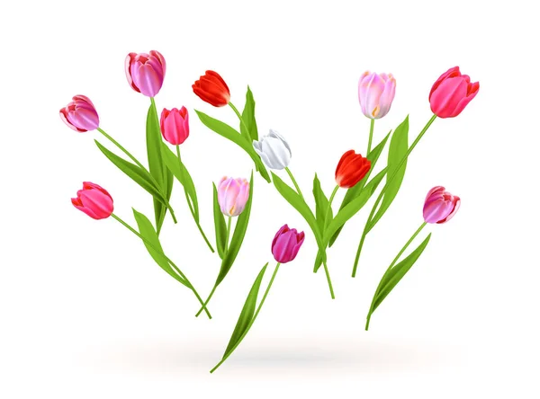 Blossom tulpen natuur concept — Stockvector