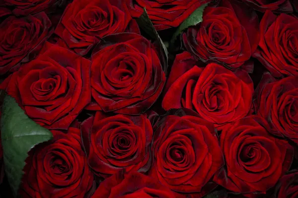 赤いバラの背景花のクローズアップテクスチャ 結婚式や聖バレンタインデーのコンセプト — ストック写真