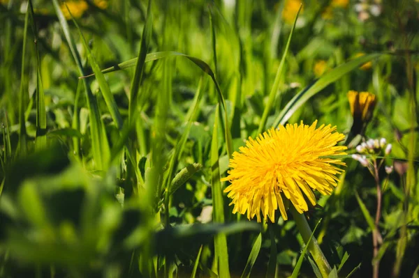 Gelbe Blühende Löwenzahnblüte Grüner Grasnarbe Frühling Und Sommer Hintergrund — Stockfoto