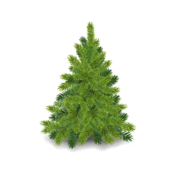 Realisztikus Karácsonyfa Bolyhos Zöld Fenyőfa — Stock Vector