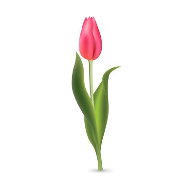 Beyaz arka planda yeşil yapraklı gerçekçi pembe lale.