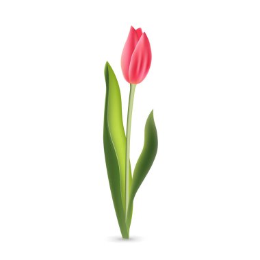 Beyaz arka planda yeşil yapraklı gerçekçi pembe lale.