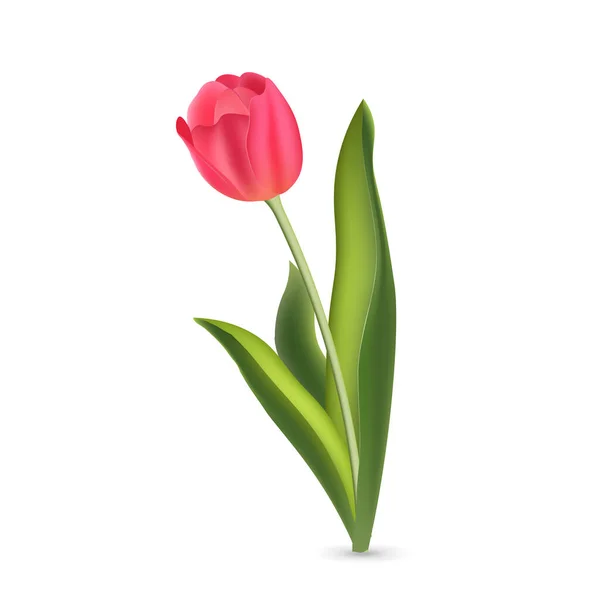 Tulipe Réaliste Rouge Rose Avec Feuilles Vertes Isolées Sur Fond — Image vectorielle