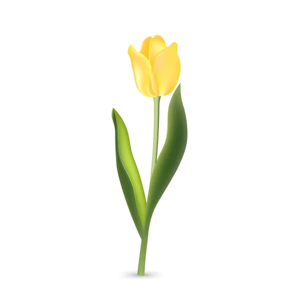Tulipa Amarela Realista Com Folhas Verdes Isoladas Fundo Branco — Vetor de Stock