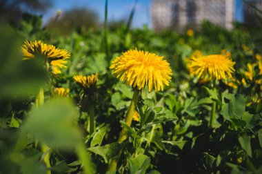Vahşi tarlada sarı karahindiba. Doğada çiçekler.