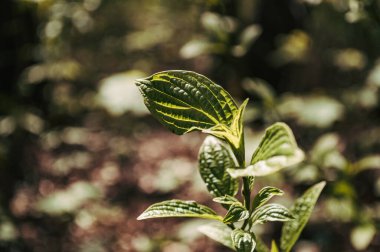 Arka planda bulanık yeşil yapraklar. Doğa arkaplanı