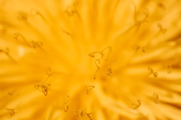 Sárga Elvont Háttér Gyermekláncfű Vadonban Közelről Virágok Természetben — Stock Fotó