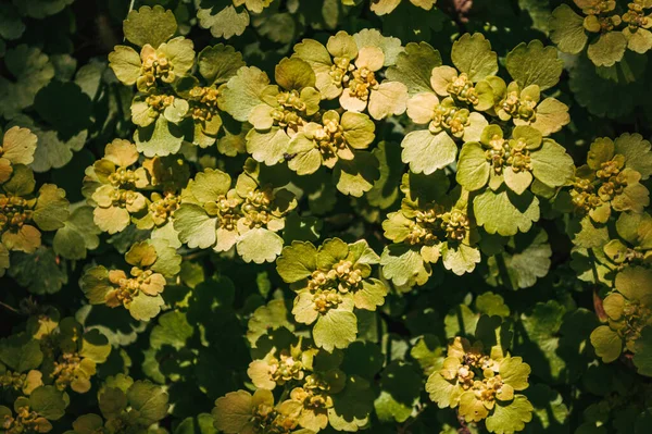 Природний Фон Зеленого Листя Літня Зелена Трава Шпалери — стокове фото