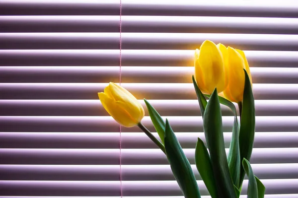 Желтые Тюльпаны Крупным Планом Зелеными Листьями Фоне Жалюзи Окон — стоковое фото