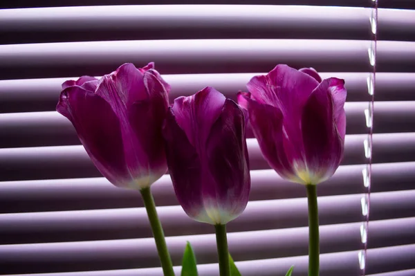 Розовые Тюльпаны Крупным Планом Зелеными Листьями Фоне Жалюзи Окон — стоковое фото