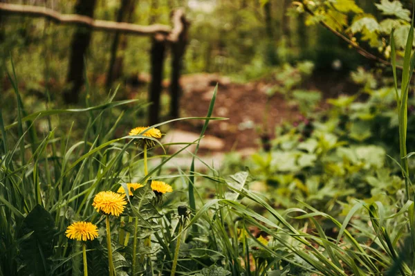 Yellow Dandelion Closeup Wild Field Flowers Nature — Stok fotoğraf