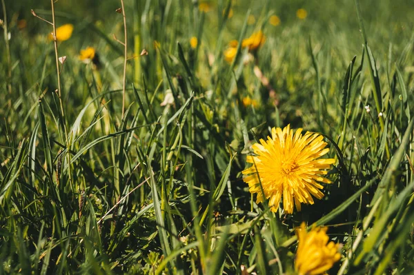 Dente Leone Giallo Primo Piano Nel Campo Selvaggio Fiori Natura — Foto Stock