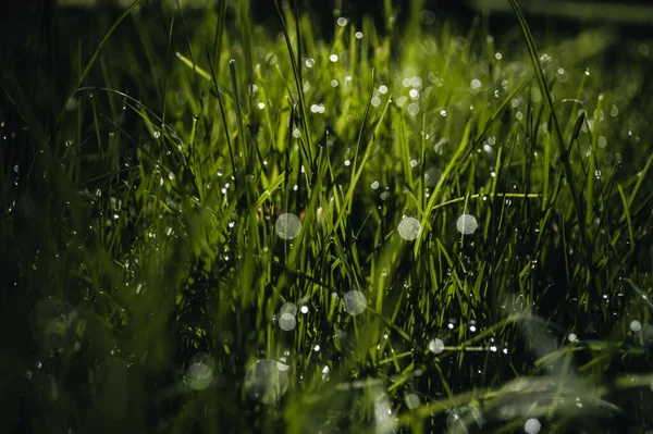 Πράσινο Γρασίδι Μακροεντολή Σταγόνες Νερού Πράσινη Ταπετσαρία Φύσης — Φωτογραφία Αρχείου