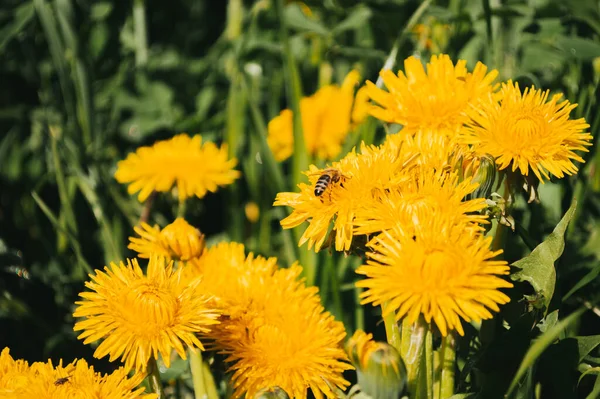 Gelber Löwenzahn Großaufnahme Wilden Feld Blumen Der Natur — Stockfoto