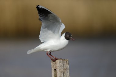Siyah başlı martı, Larus ridibundus