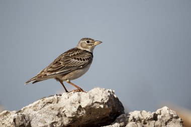 boğmaklı toygar, melanocorypha calandra