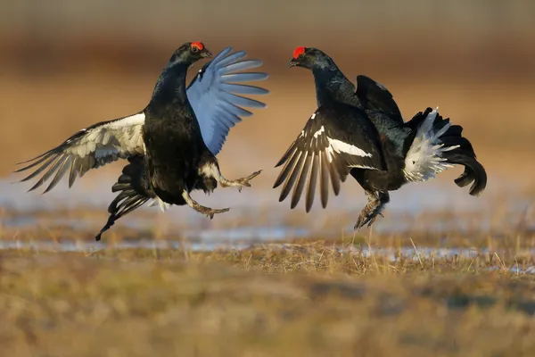 Black grouse, Tetrao tetrix — Stock Photo, Image