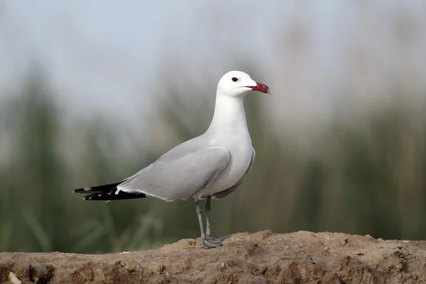 Audouins gull — Stock Photo, Image