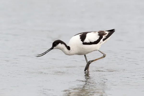 Avocette d'amérique — Photo