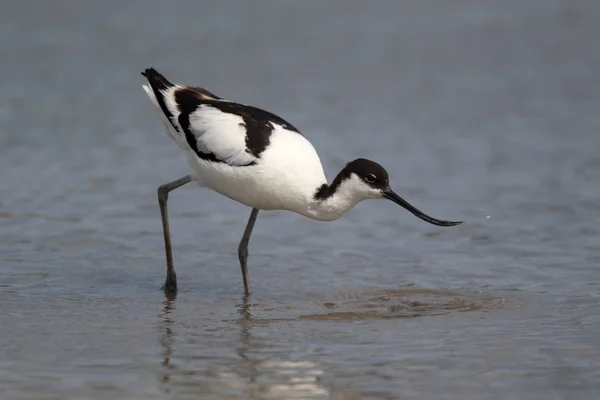 Avocette d'amérique — Photo