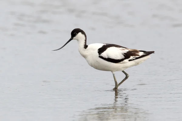 Avocette d'amérique — Photo